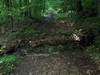 ivy mountain thirst