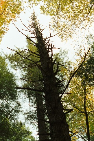 "Haunted Hemlock" by Robert Winkler